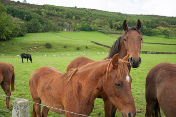 Obraz premium Horses in the hills.