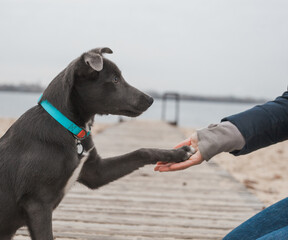 A gray dog with a white chest in a mint-colored collar gives a paw to a girl on the beach