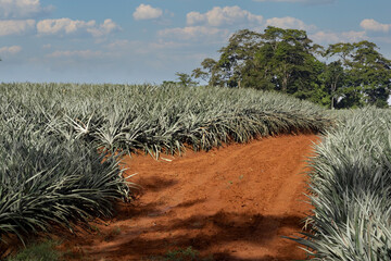 Large pineapple plantation. Costa Rica