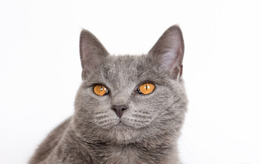 head of a cute big english cat on white background