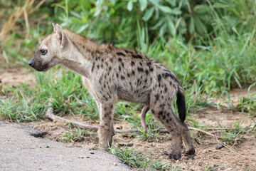 Young Spotted Hyena, Kruger National Park