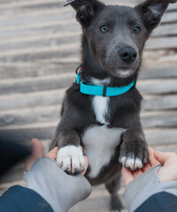 A gray dog with a white chest in a mint-coloured collar gives two paws to a girl on the beach