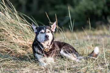 Unterwegs mit meinem Husky 