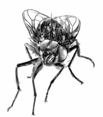 fly sitting and looking into the camera, sketch vector graphics monochrome illustration on white background