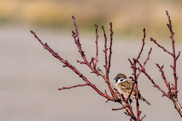 An Eurasian tree sparrow bird is seen on a winter day.