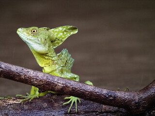 A large male Plumed Basilisk, Basiliscus plumifrons, sits on a branch above the water. Costa Rica