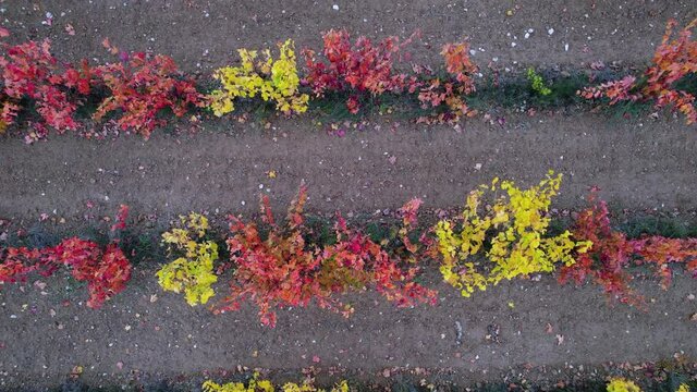 Autumn landscape of vineyards, La Rioja, Spain, Europe