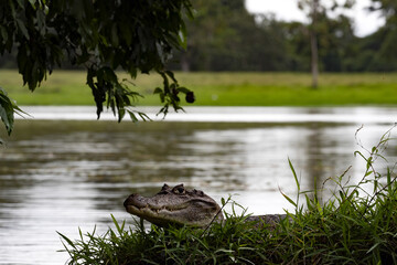 Fototapeta premium Spectacled Caiman, a Caiman crocodilus that warms up in a muddy shore. Costa Rica