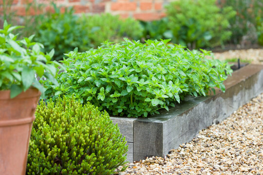 Herbs, Oregano Plant Growing In A Raised Bed, UK Herb Garden