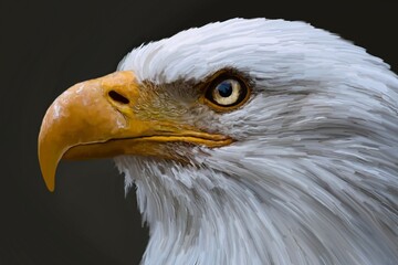 American bald eagle. Digital illustration, bald eagle. DIGITAL ART ILLUSTRATION
