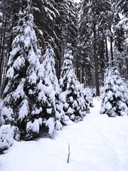 beautiful winter landscape. winter forest in the snow