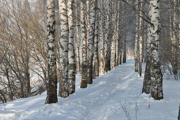One of the most beautiful trees of the northern latitudes is birch in winter and summer