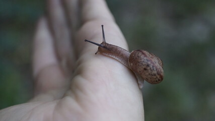 snail on a leaf