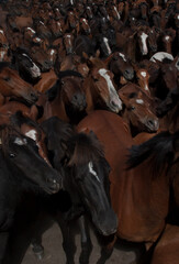 A herd of wild horses comes down from the mountains for the rapa das bestas in Cedeira