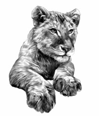 little lion cub head and paws, sketch vector graphics monochrome illustration on white background © Эдуард Антипов