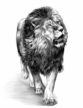 lion in full growth goes, sketch vector graphics monochrome illustration on white background