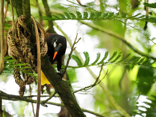 Montezuma oropendola, Psarocolius montezuma on a tree looking for food. Costa Rica