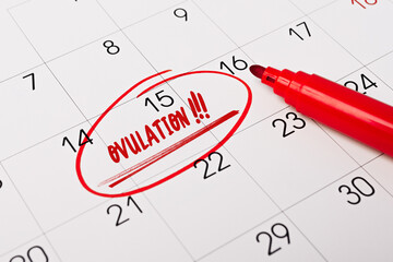 text - Ovulation - written on calendar for remind. Closeup of a personal agenda. Time to Ovulate