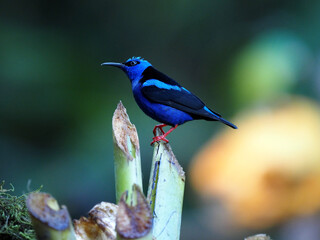 The red-legged honeycreeper, Cyanerpes cyaneus, glows a beautiful blue color. Costa Rica
