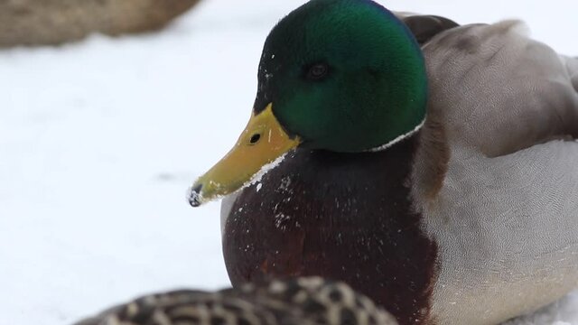 un canard colvert en hiver