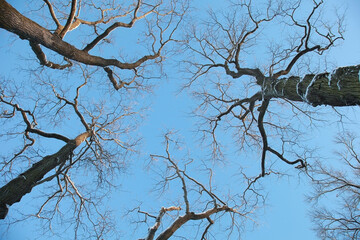 Picturesque crowns of trees against the blue sky. Winter. Bottom view.
