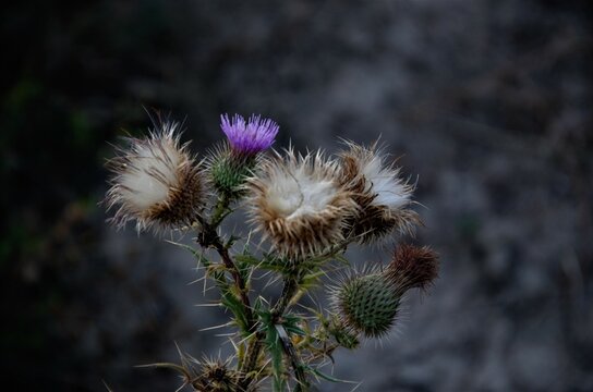 Kratzdisteln Bilder Durchsuchen 6,332 Archivfotos, und