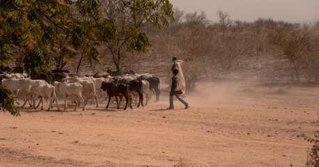 Fototapeta na wymiar guarding african cows