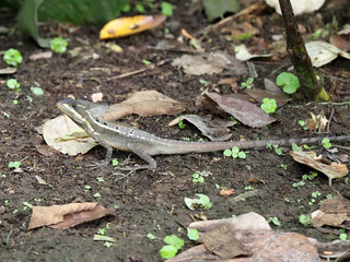 A brown basilisk, Basiliscus vittatus, sits on the ground watching the surroundings. Costa Rica