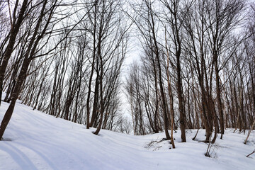 snow covered trees