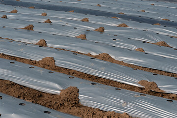 Agriculture Mulching Sheets for grow plants in nature background.
