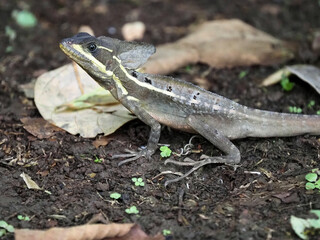A brown basilisk, Basiliscus vittatus, sits on the ground watching the surroundings. Costa Rica