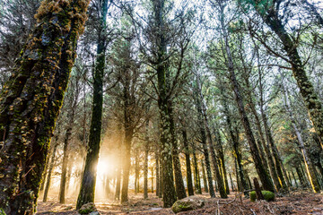 Beautiful sun rays lightening trees covered with moss in the foggy forest