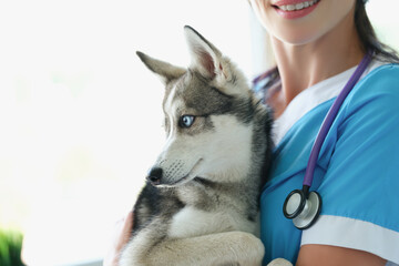 Veterinarian female smile and hold cute husky in arms