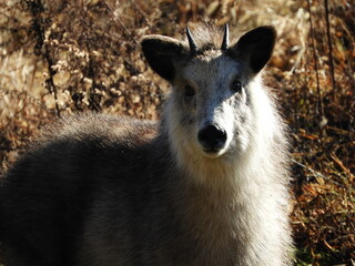 二ホンカモシカ