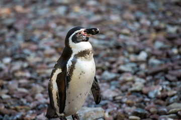 Humboldt-Pinguin in Südafrika