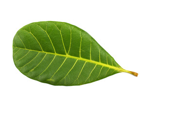 Anacardium occidentale leaves on a white background.