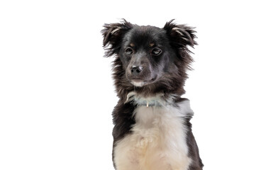 Portrait of a cute mongrel puppy on a white background