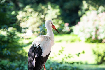 Weißstorch im Sommer im Grünen