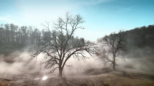 Rural landscape with dramatic effects created by mist and sun rays, with blue sky and beautiful bare trees on a field. The camera flies forwards. 
