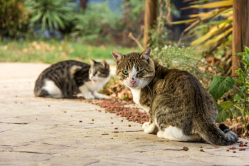 Homeless cats on the street in autumn. Feeding wild stray cats with dry food. Help homeless animals.