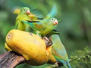 The orange-chinned parakeet, Brotogeris jugularis, eats papaya fruit. Costa Rica