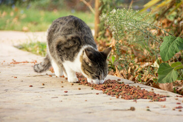 Homeless cat. Feeding wild stray cats on the street with dry food. Help homeless animals.
