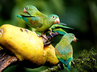The orange-chinned parakeet, Brotogeris jugularis, eats papaya fruit. Costa Rica
