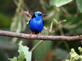 The red-legged honeycreeper, Cyanerpes cyaneus, glows a beautiful blue color. Costa Rica