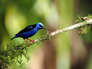 The masked flowerpiercer, Diglossopis cyanea, is a beautiful blue colored bird. Costa Rica