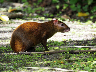 Central American agouti, Dasyprocta punctata, eats a tuft of grass, Costa Rica