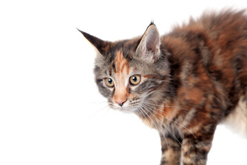 Portrait of tortoiseshell Maine Coon cat on white background. Cute kitten with amber eyes.