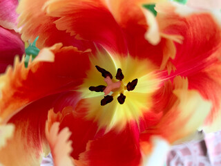 Fototapeta na wymiar Tulip, Close Up