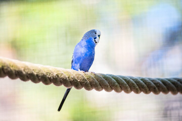 Blau weißer Wellensittich im Gehege