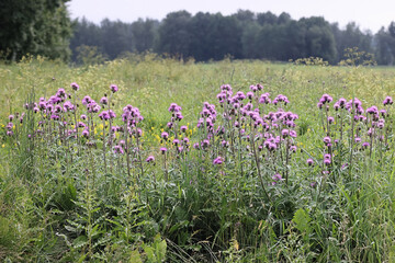 Melancholy thistle growing wild in Finland